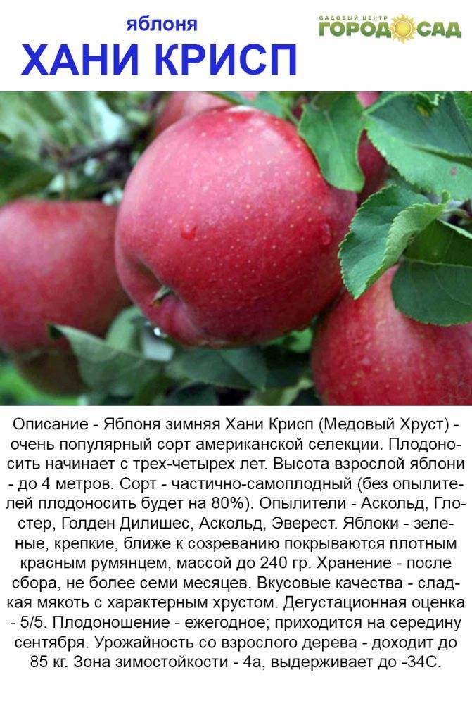 Яблоня пепин шафранный: фото, отзывы, описание сорта зимних яблок, урожайность, посадка, уход, выращивание