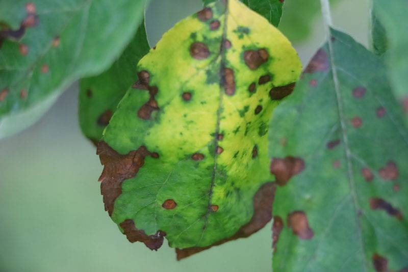 На листьях яблони коричневые пятна: что это за болезнь и чем лечить