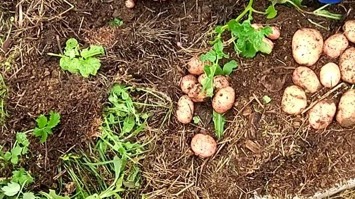 Особенности выращивания картофеля: технологии посадки
