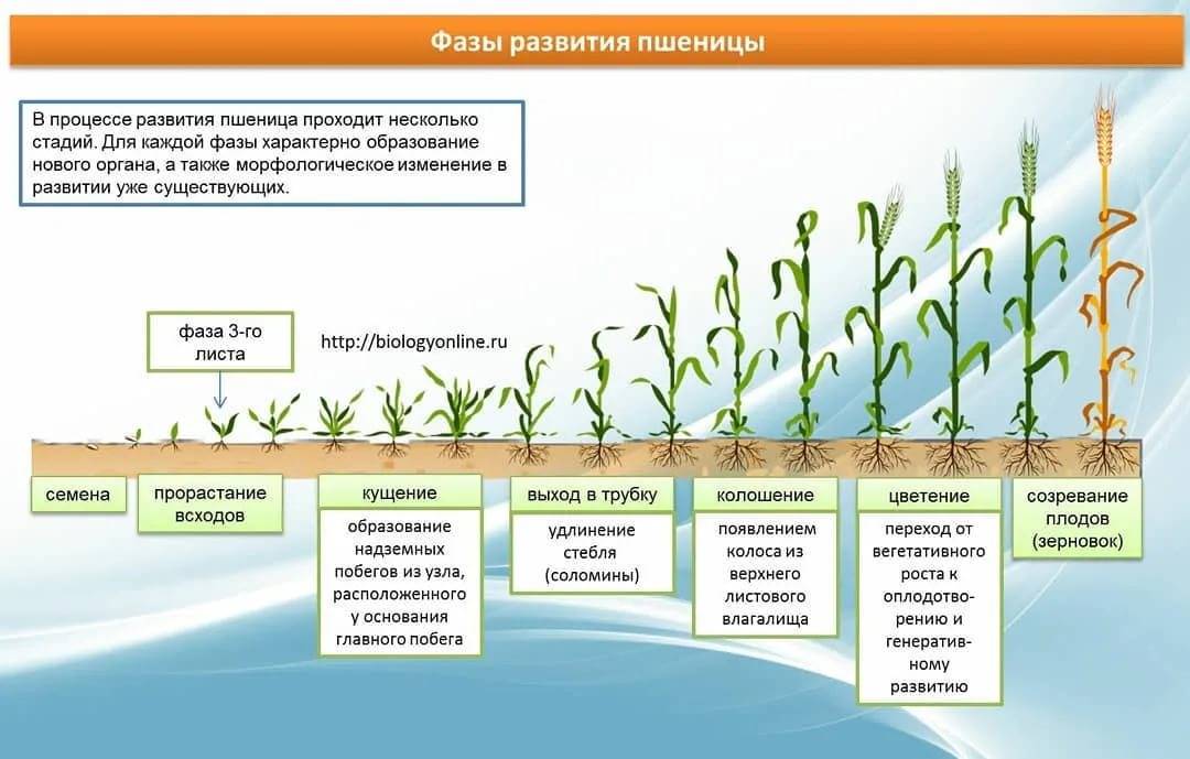 Как и где растет чечевица, описание сортов и технология выращивания