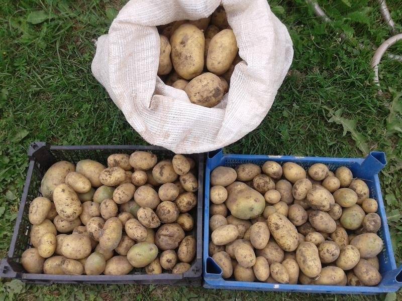 Какими особенностями характеризуется картофель сорта гала