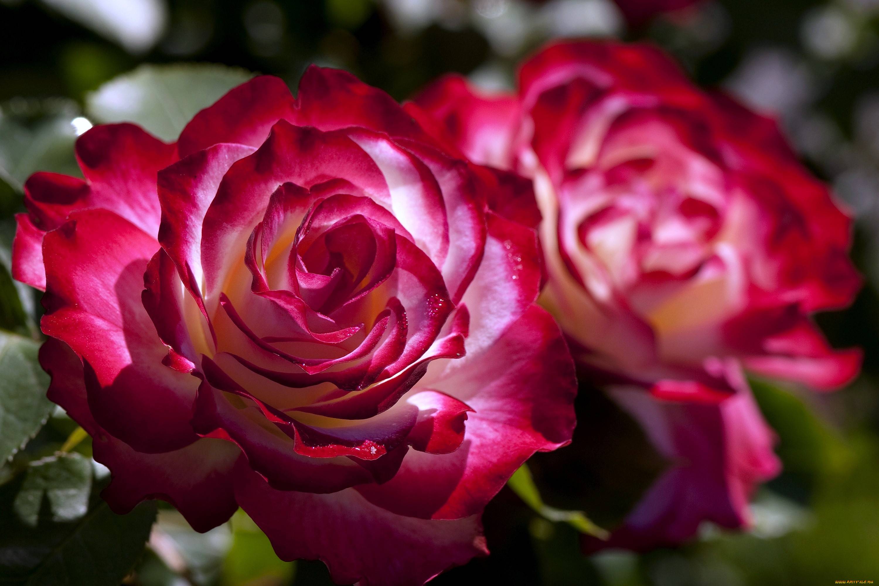 Розы грандифлора: описание, выращивание и уход