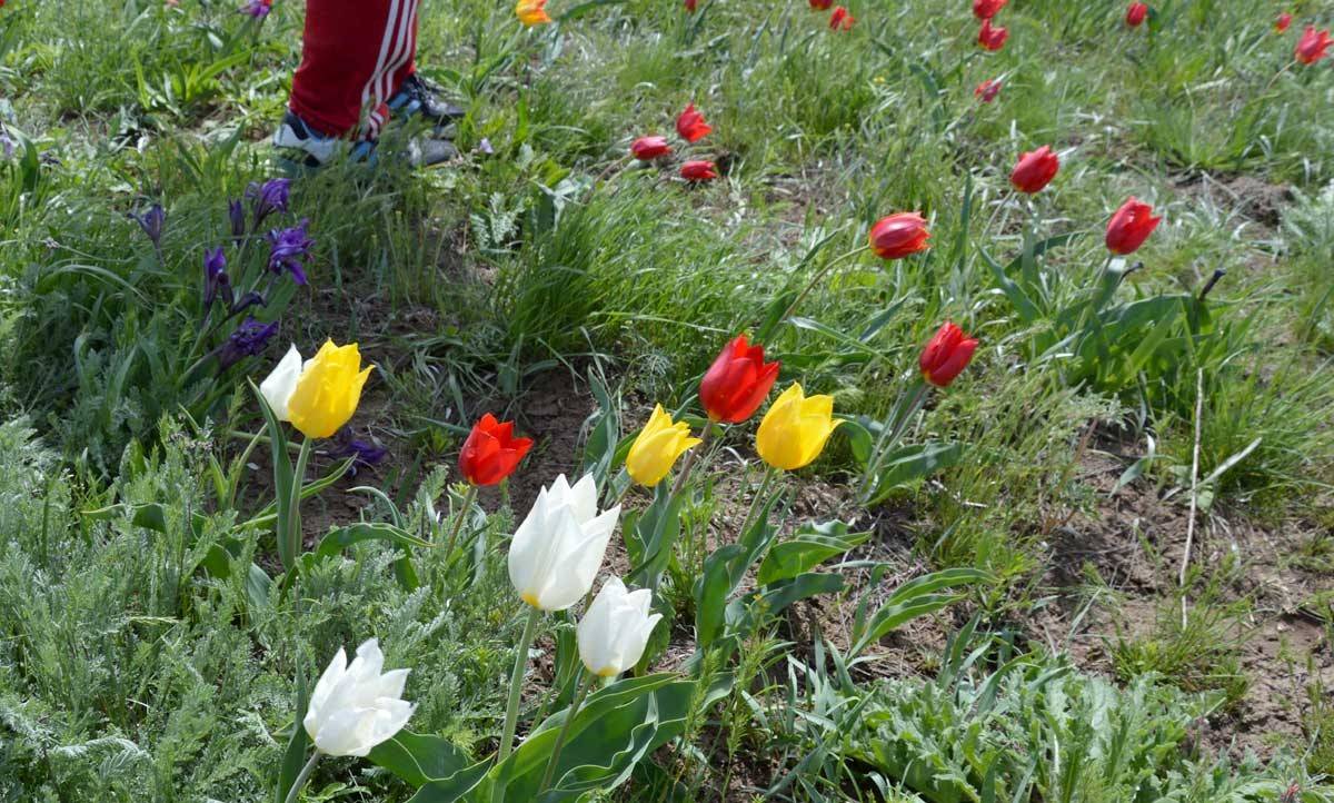 Почему тюльпаны падают. Калмыкия цветение тюльпанов 2021. Цветение тюльпанов в Калмыкии 2022. Тюльпаны Ставрополья. Дикие тюльпаны в Ставропольском крае.