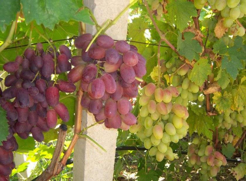 Особенности винограда американского сорта «вэлиант»