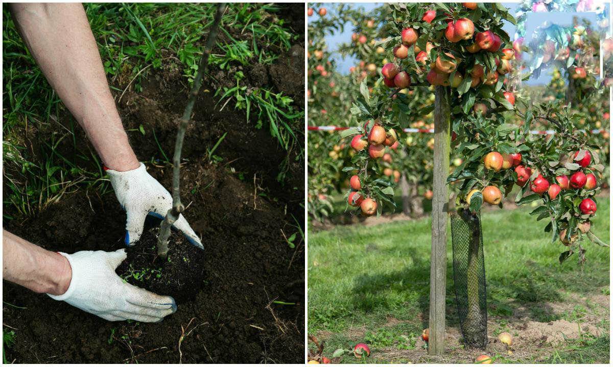 Карликовая яблоня: руководство по посадке и уходу для хорошего урожая