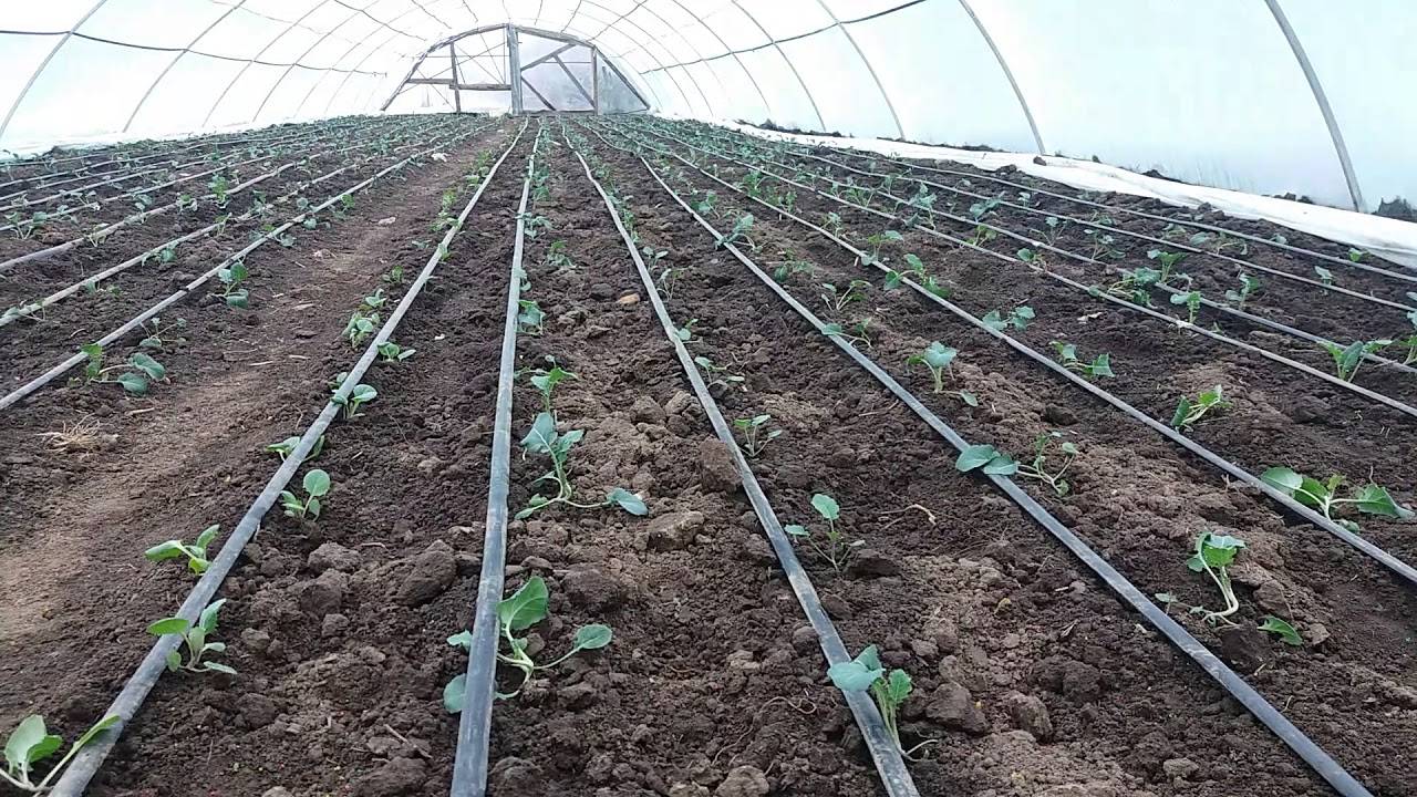 Высадка рассады и выращивание цветной капусты в открытом грунте