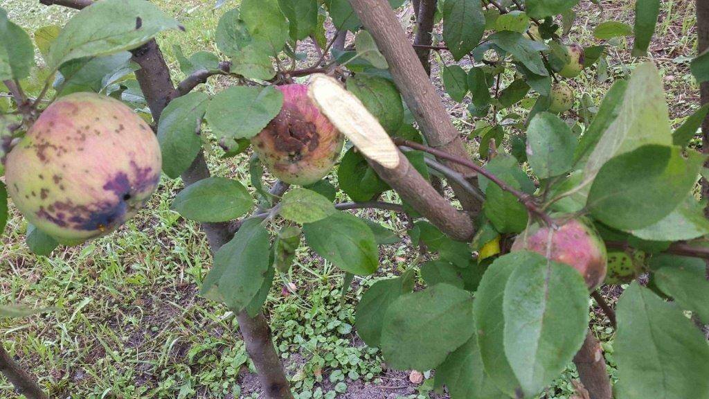Почему яблоня цветет, но не плодоносит?