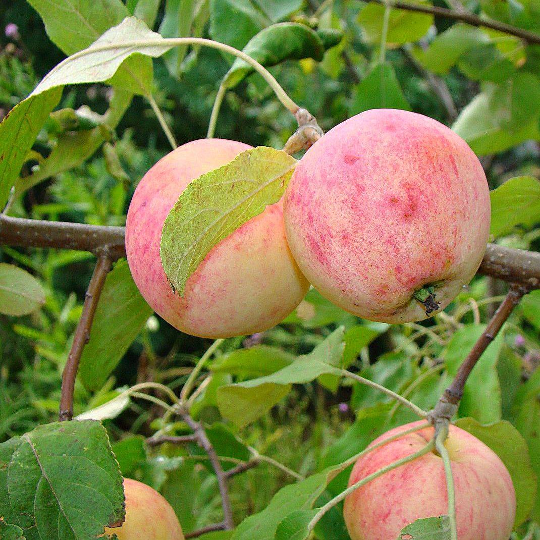 Фото сорта яблонь для волгоградской области фото