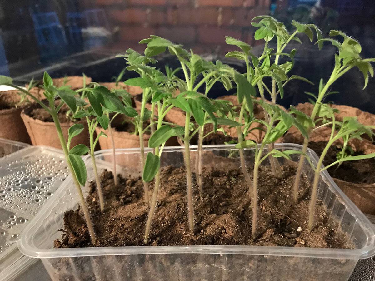 Когда и как сажать помидоры на рассаду в домашних условиях в 2022 году