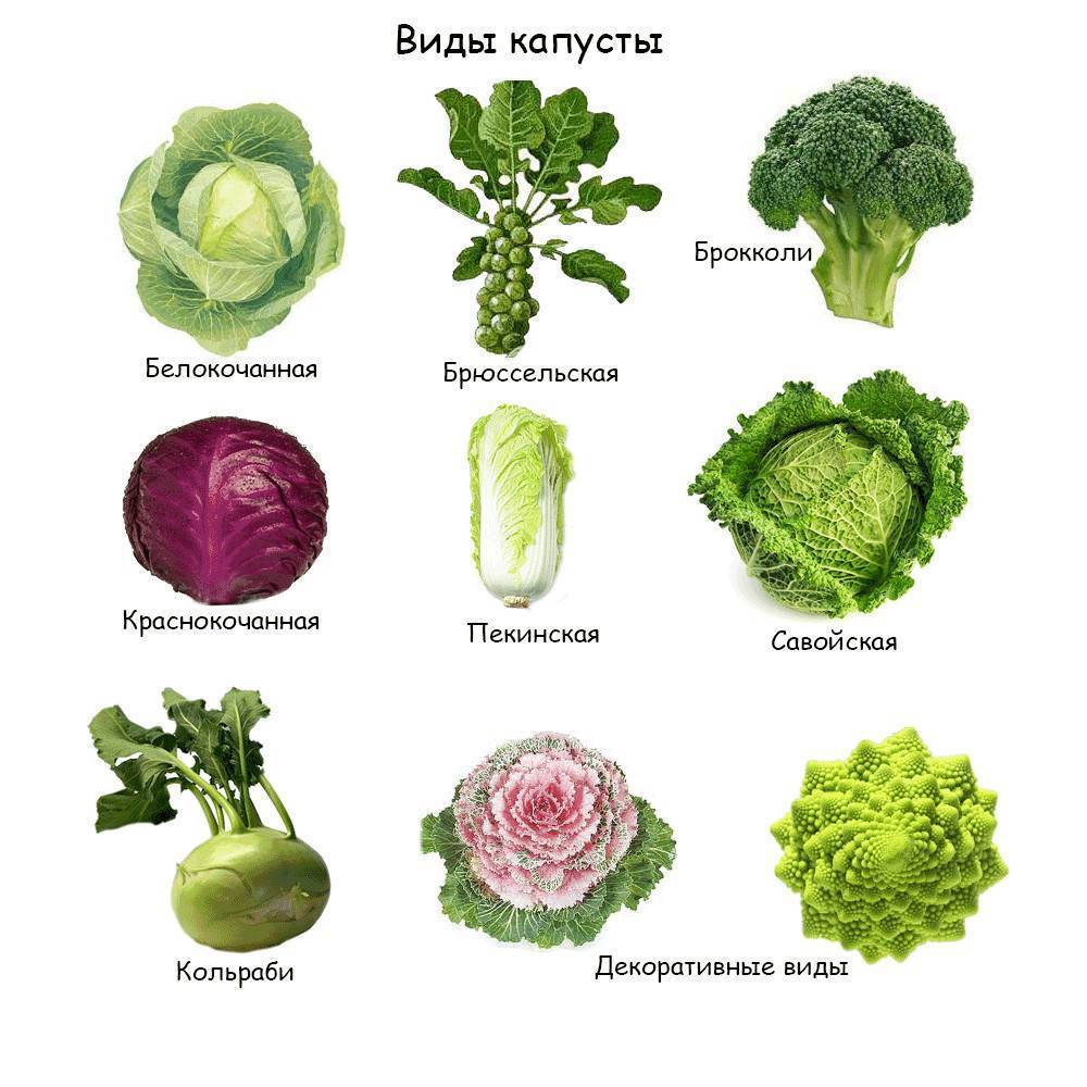 17 основных видов капуст: учимся различать капусту