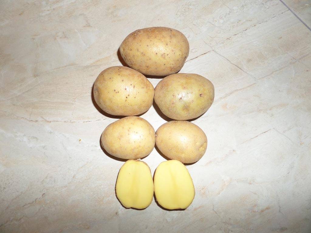 Картофель гала: отзывы, фото урожая, основные характеристики и описание сорта, посадка и уход, выращивание, подкормка, урожайность