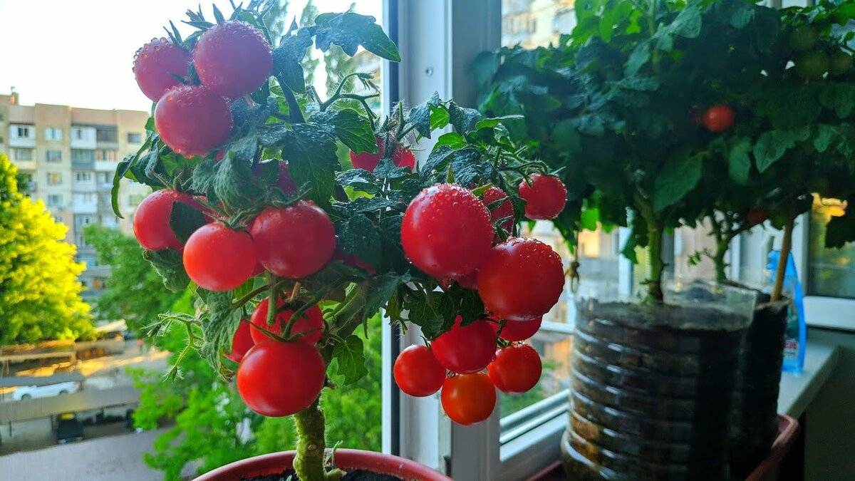 Как выращивать помидоры на подоконнике. выбираем сорт и уход