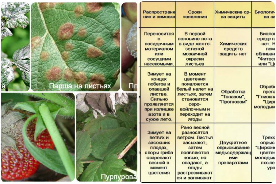 Чем можно опрыскать клубнику