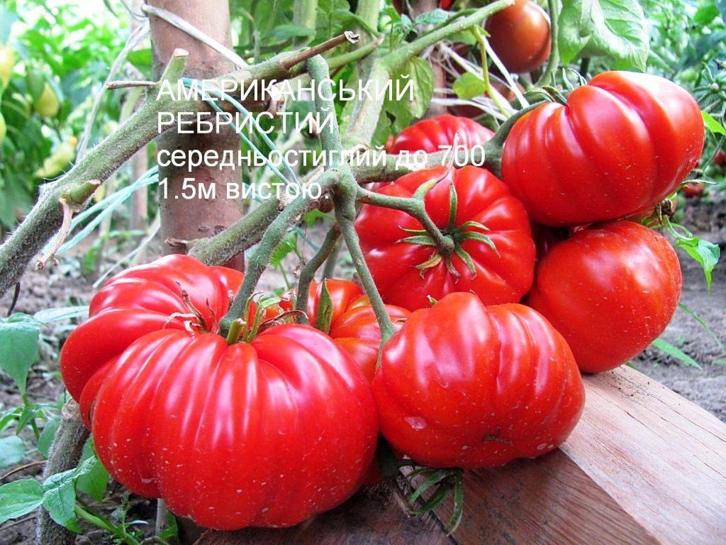Томат американский ребристый: характеристика и описание сорта, отзывы об урожайности помидоров из семян и фото