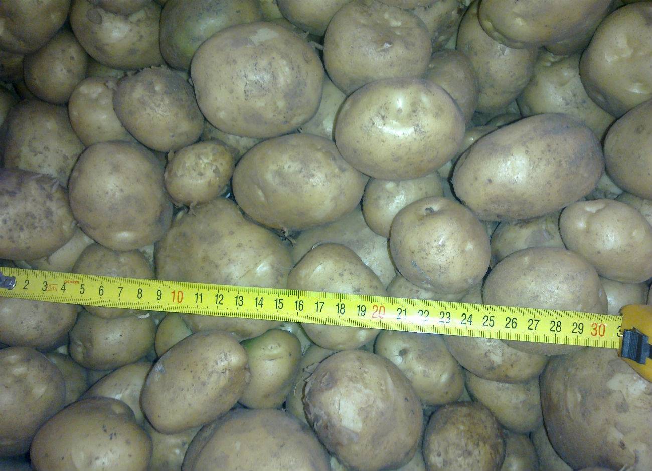Сорт картофеля елизавета: характеристика, описание и фото картошки, а также выращивание и уход