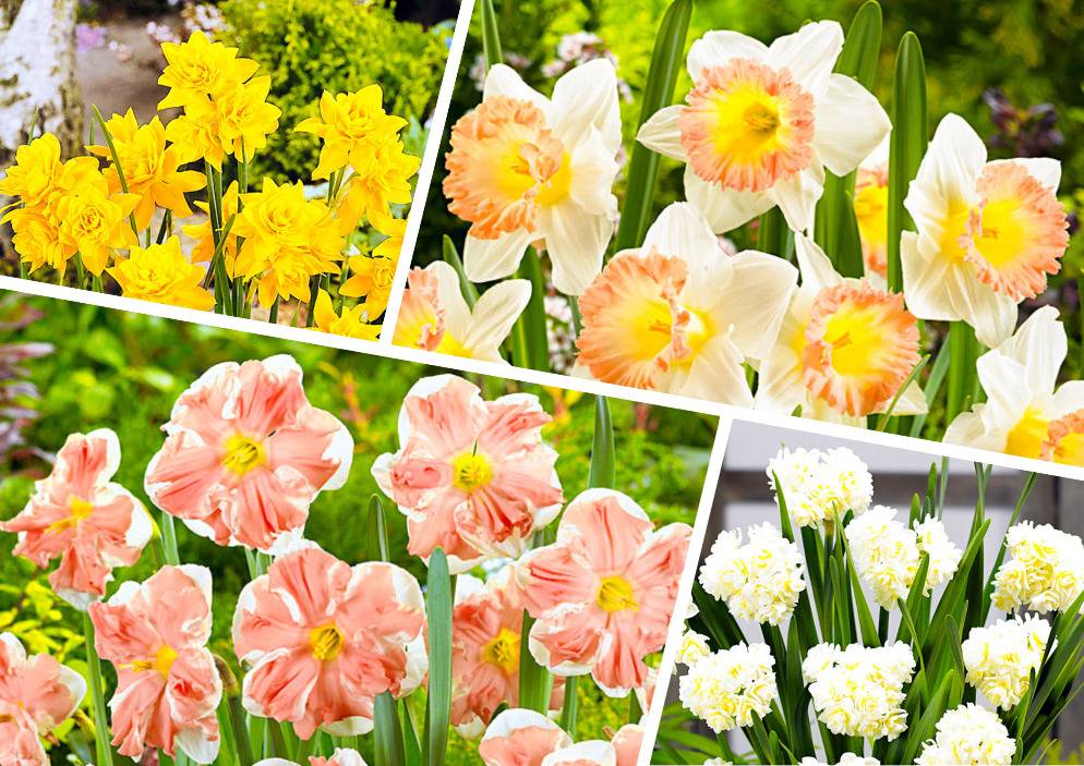 Нарциссы махровые: топ-5 популярных сортов с описанием, фото цветков с названиями