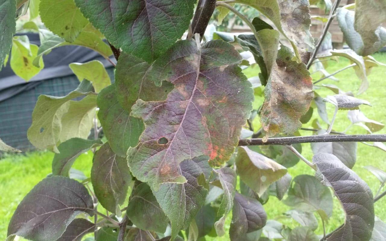 Почему на листьях яблони появились коричневые пятна, и как бороться с этим