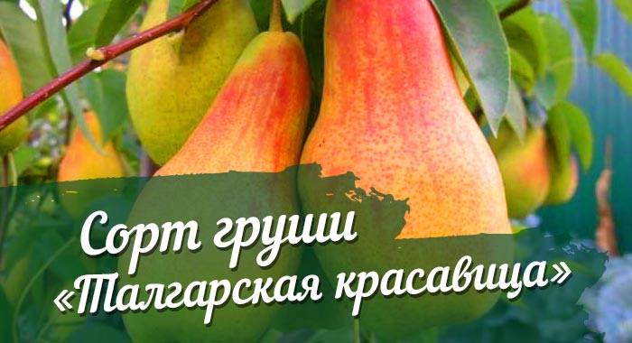 Груша талгарская красавица: посадка, уход, особенности сорта