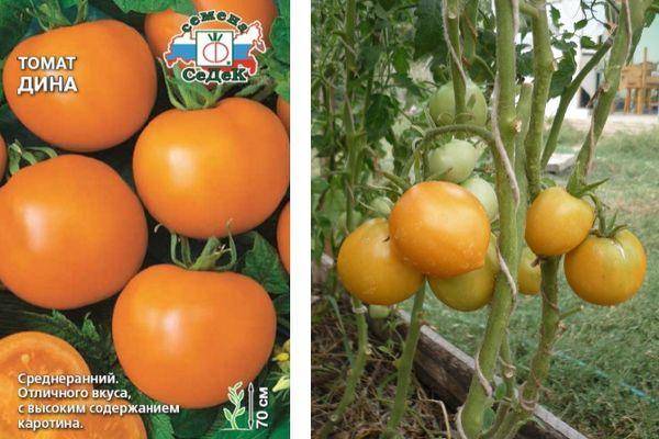 Томат дина: характеристика и описание сорта, урожайность, отзывы