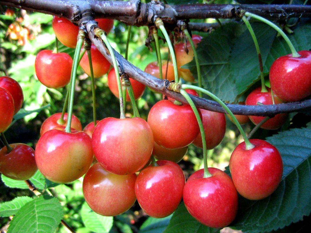 Сладкие и крупные разновидности сортов вишни