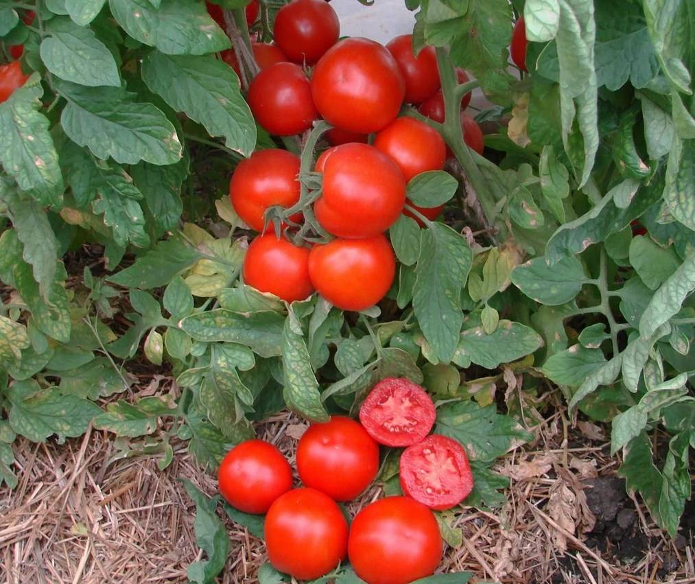 ᐉ самые урожайные помидоры для открытого грунта украина, томаты для донецкой области - zooshop-76.ru