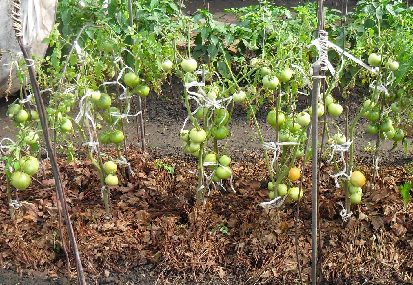 Мульчирование помидоров в открытом грунте
