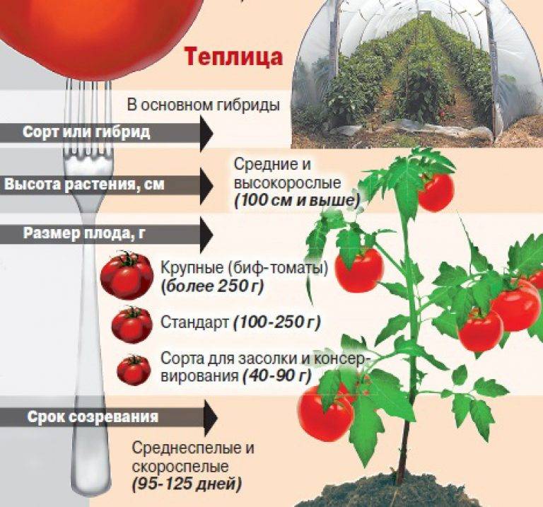 Выращивание томатов от а до я в открытом грунте