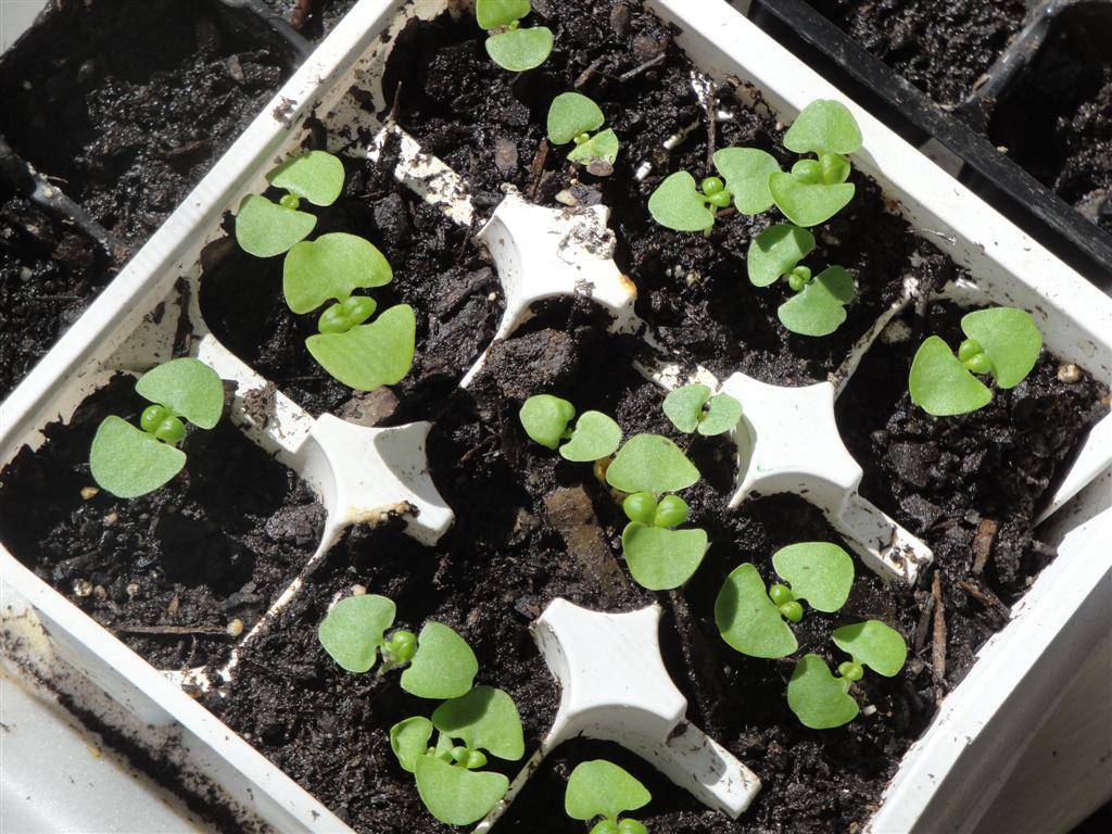 ТОП 10 советов, как правильно посадить и вырастить базилик из семян в домашних условиях на рассаду