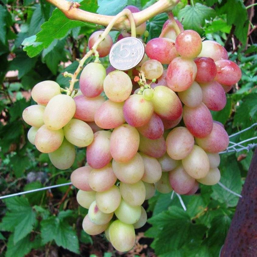 Описание и характеристики сорта винограда «тасон»