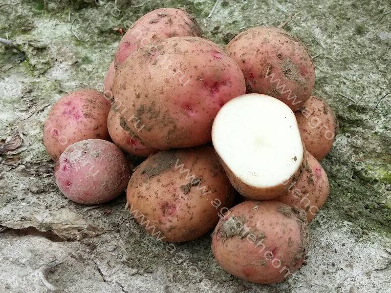 Картофель снегирь: характеристика сорта, вкусовые качества, время созревания