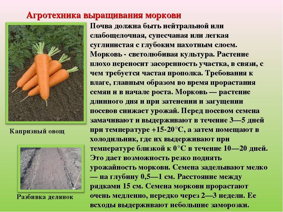 Как обрезать морковь на хранение на зиму в погребе и сделать это правильно – фото примеров selo.guru — интернет портал о сельском хозяйстве