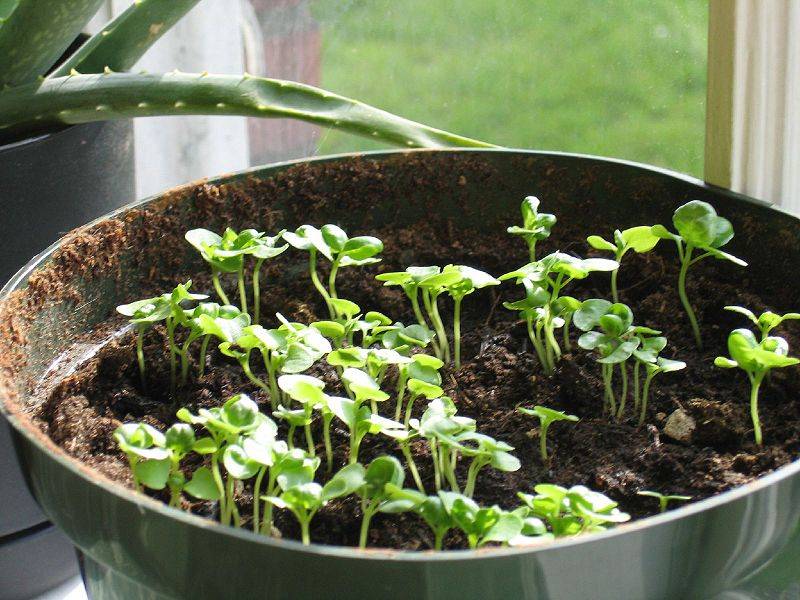 Базилик в горшке: как вырастить базилик на подоконнике из семян в домашних условиях