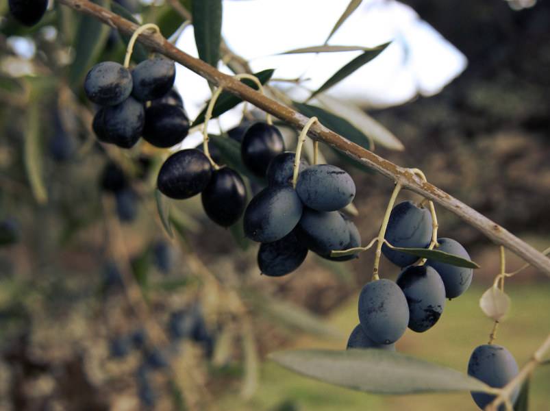 Значение сортов оливок - оливковые масла из испании