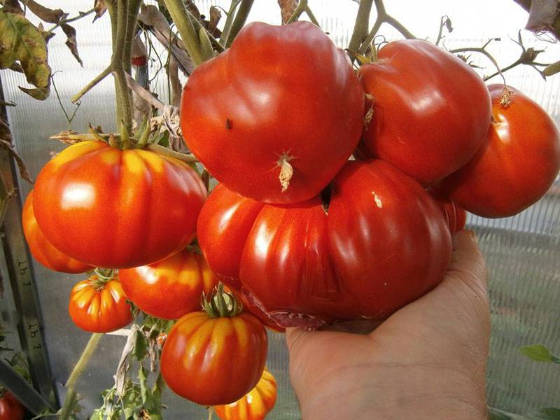 Томат сто пудов: отзывы тех кто сажал помидоры об их урожайности, характеристика и описание сорта семян аэлита, видео и фото куста в высоту