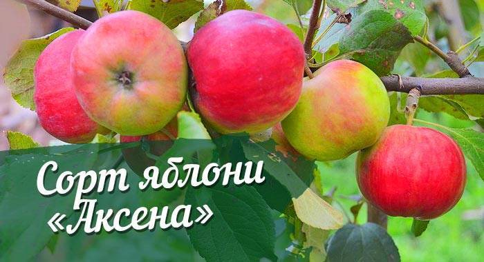 Календарь ухода за яблоней по месяцам. фото — ботаничка