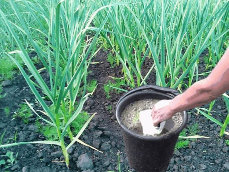 Как вырастить чеснок в открытом грунте, в том числе в подмосковье, украине и в других регионах
