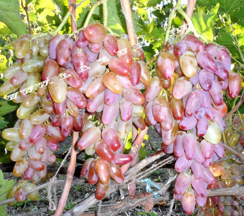 Виноград оригинал - описание сорта, особенности выращивания и уход :: syl.ru