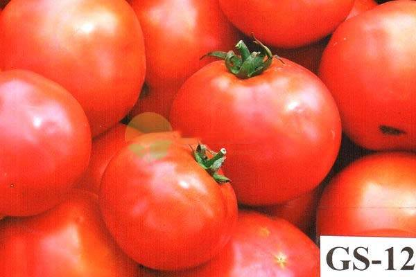 Томат гс-12 f1: описание и характеристика сорта, урожайность с фото