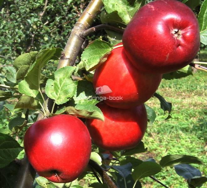 Яблоня веньяминовское: описание и характеристика, выращивание и уход, фото