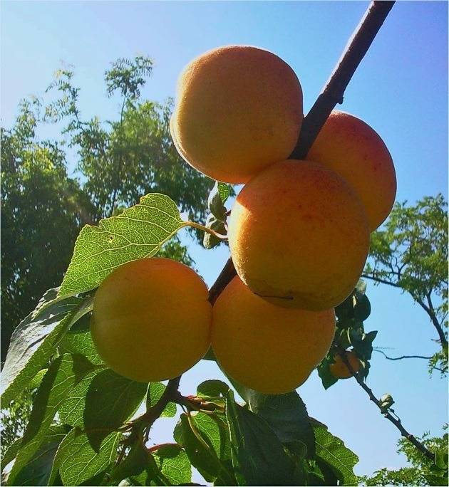 Зимостойкие сорта абрикосов для подмосковья и средней полосы россии