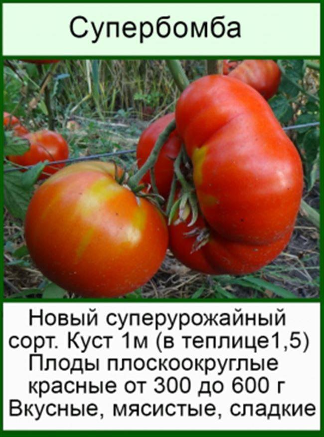 Томат супербомба характеристика и описание сорта урожайность с фото