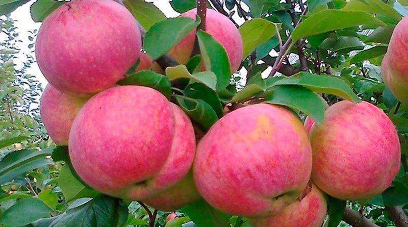 Описание сорта яблони желанное: фото яблок, важные характеристики, урожайность с дерева