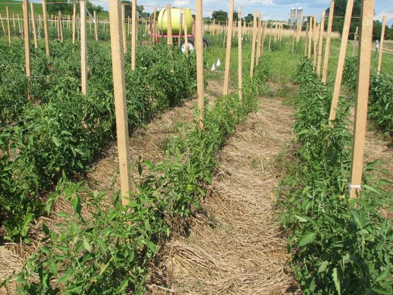 Мульчирование томатов в теплице скошенной травой: можно ли мульчировать помидоры свежескошенной травой, сеном и другими материалами
