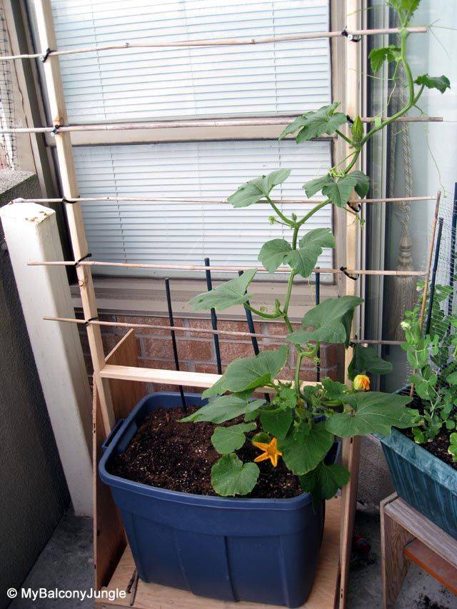 Вырастить тыкву на балконе