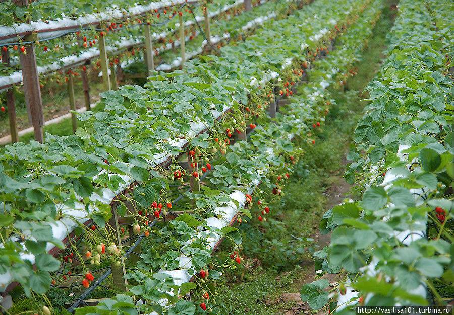 Выращивание и уход за клубникой в сибири, лучшие сорта для выращивания в открытом грунте