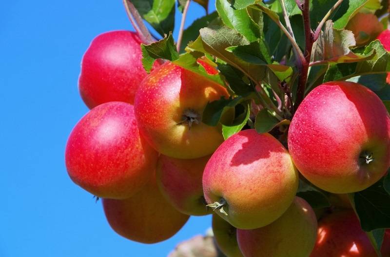 Яблоня елена: характеристики и особенности сорта