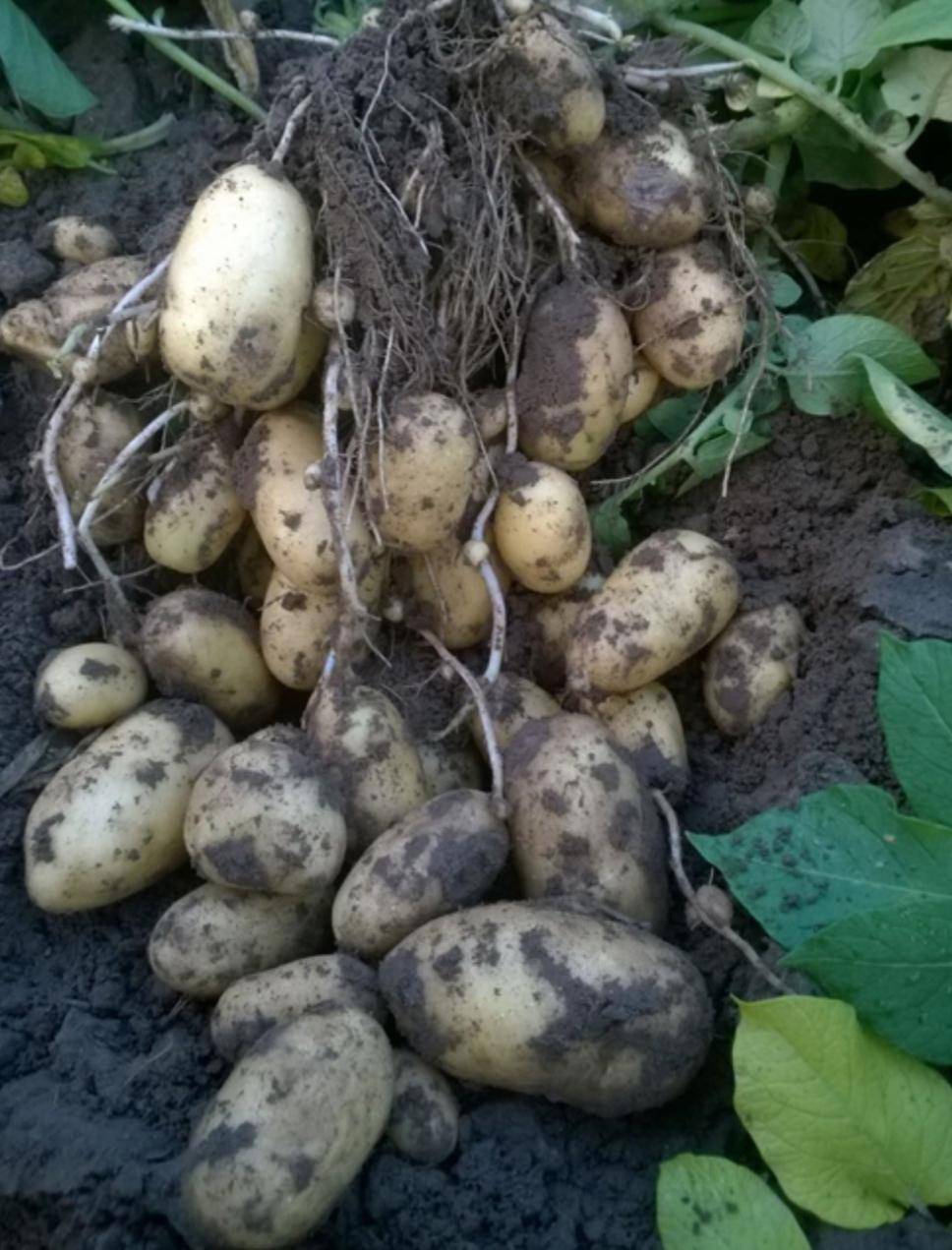 Сорт картофеля сорокодневка: характеристика, описание с фото, отзывы – сад и огород своими руками