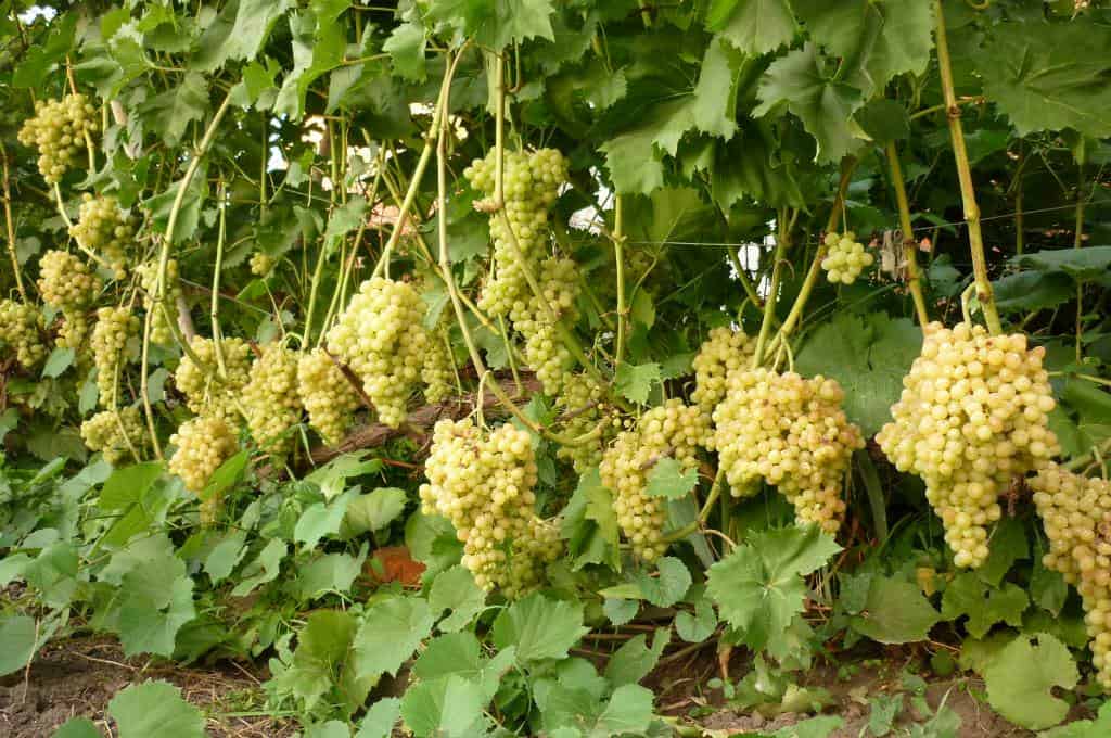 Виноград кишмиш 342: описание сорта, фото, отзывы, выращивание