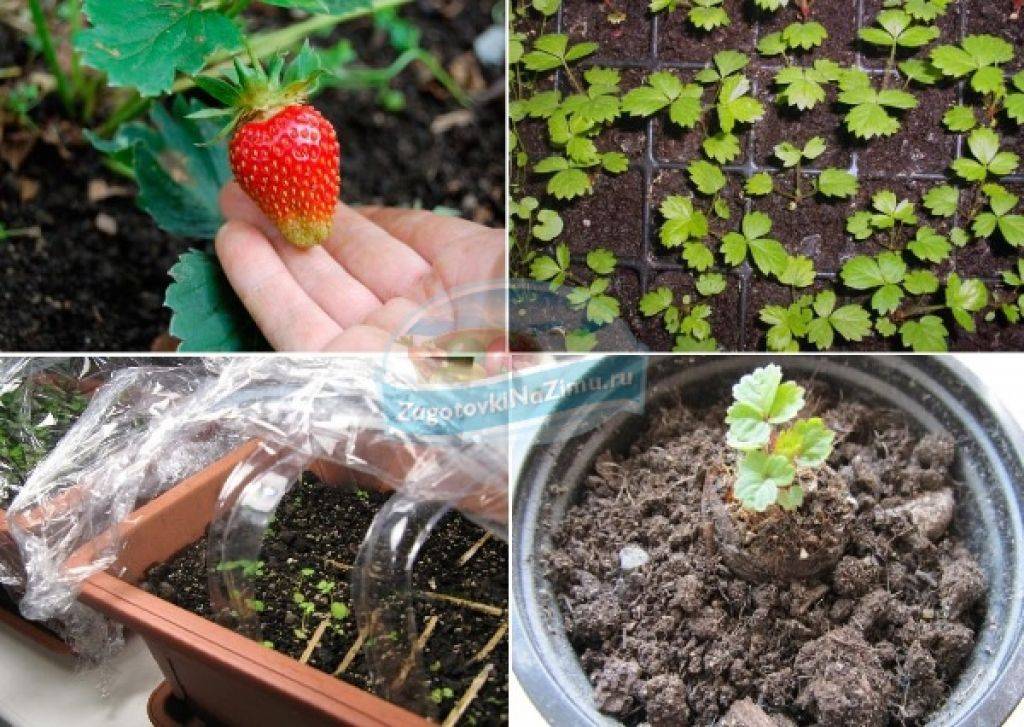 Семена клубники из клубники - выращивание в домашних условиях: рассада и посадка