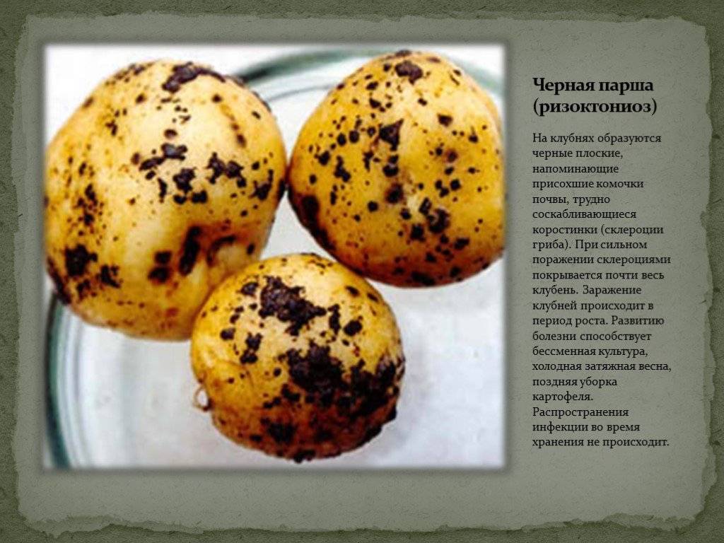 Парша картофеля: методы борьбы, фото, описание и лечение